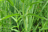 pilobe hirsute - Epilobium hirsutum 3m12 