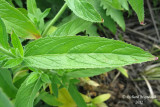 pilobe hirsute - Epilobium hirsutum 4m12 