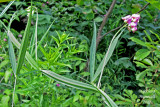 Gesse des bois - Everlasting-pea - Lathyrus Sylvestris 1m12 