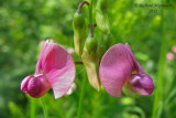Gesse des bois - Everlasting-pea - Lathyrus Sylvestris 5m12