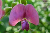 Gesse des bois - Everlasting-pea - Lathyrus Sylvestris 6m12 
