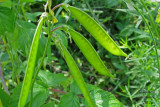 Gesse des bois - Everlasting-pea - Lathyrus Sylvestris 7m12 