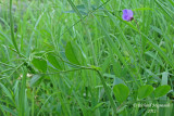 Gesse palustre - Marsh-pea - Lathyrus palustris 1m12 
