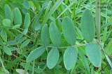 Gesse palustre - Marsh-pea - Lathyrus palustris 5m12