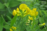 Gesse des prs - Yellow vetchling - Lathyrus pratensis 3m12 