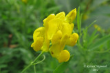Gesse des prs - Yellow vetchling - Lathyrus pratensis 4m12 
