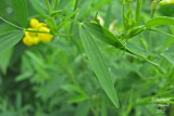 Gesse des prs - Yellow vetchling - Lathyrus pratensis 5m12