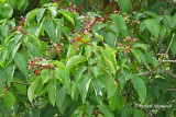 Cornouiller  feuilles alternes - Cornus alternifolia 3m12