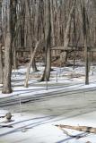 Oh look, trees and snow, something Michigan excels at : )