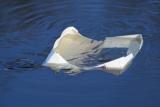 Someones trash in the pond has been put to good use by these fish.....protection!
