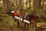 Upper Lake creek,  7 crosscut saw on Bo