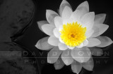 9507.2 Water Lily