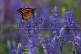 091905-001.1 Monarch Butterfly