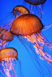 Monterey Bay Aquarium 077cr2sf.jpg