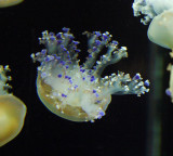 Monterey Bay Aquarium 110cr2sfcrp.jpg