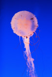 Monterey Bay Aquarium 070cr2sfcl.jpg