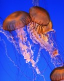 Monterey Bay Aquarium 059cr2sfcrpDefine.jpg