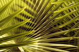 Palmengarten 187 Nik2.jpg