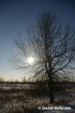 Arbre01a.jpg