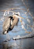 Great Blue Heron