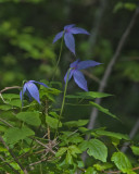 Clematis 