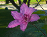 Clematis_9103.a.jpg