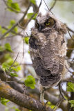 Great Horned Owl (brancher)