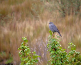 Plumbeous Sierra-finch