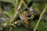 Rufous-tailed