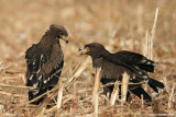 Lesser Spotted Eagle / Aquila pomarina 1593
