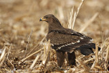 Lesser Spotted Eagle / Aquila pomarina 1669
