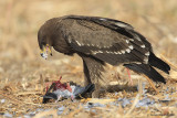 Lesser Spotted Eagle / Aquila pomarina 1764