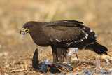 Lesser Spotted Eagle / Aquila pomarina 1802