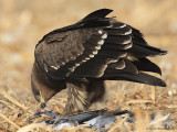 Lesser Spotted Eagle / Aquila pomarina 1677