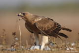 Bonellis Eagle Hieraaetus fasciatus 3103