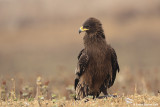 Greater Spotted Eagle Aquila clanga 3200