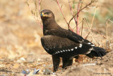 Lesser Spotted Eagle / Aquila pomarina 2986