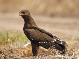Lesser Spotted Eagle / Aquila pomarina 3003