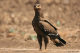Lesser Spotted Eagle / Aquila pomarina 3002