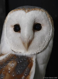Barn Owl (Tyto alba) 6130