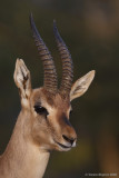 Gazella gazella 6229