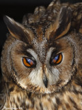 Long-eared_Owl 6126
