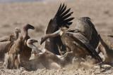 Griffon Vultures 4012