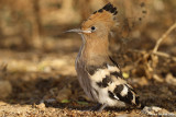 (Eurasian) Hoopoe ãåëéôú