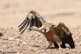 Griffon Vulture 0282