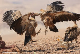 Griffon Vultures 0464