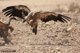 Griffon Vultures 0780