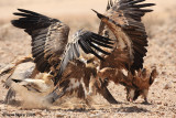 Griffon Vultures 0875