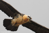 quebrantahuesos BEARDED VULTURE 2065 