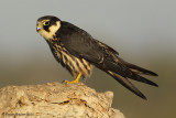 eurasian hobby falco subbuteo  